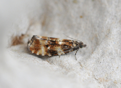 Olive Marble (Phiaris micana)