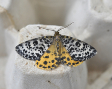 Spotted Beauty (Arichanna melanaria)