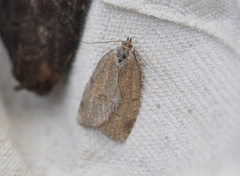 Large Ivy Tortrix (Lozotaenia forsterana)