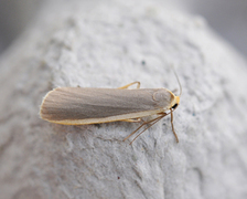 Common Footman (Eilema lurideola)