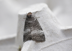 Common Lutestring (Ochropacha duplaris)