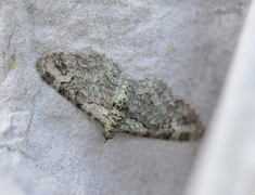 Green Pug (Pasiphila rectangulata)