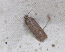 Bryotropha terrella