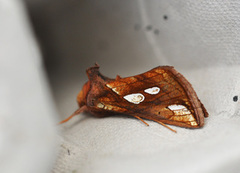 Langstreket metallfly (Plusia festucae)