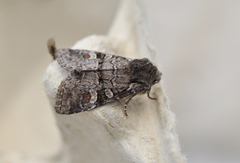 Rotstrekvierfly (Brachylomia viminalis)