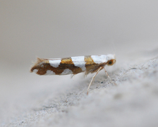 Gold-ribbon Argent (Argyresthia brockeella)