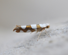 Argyresthia brockeella