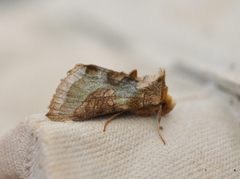 Mindre båndmetallfly (Diachrysia stenochrysis)