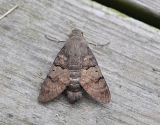 Hummingbird Hawk-moth (Macroglossum stellatarum)