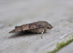 Hummingbird Hawk-moth (Macroglossum stellatarum)