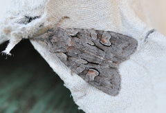 Gaffelkappefly (Lithophane furcifera)