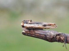 Red Sword-grass (Xylena vetusta)