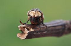 Red Sword-grass (Xylena vetusta)