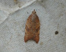 Nettflatvikler (Acleris rhombana)