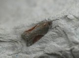 Buskflatvikler (Acleris laterana)