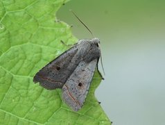 Red-line Quaker (Agrochola lota)