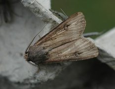 Langvingejordfly (Agrotis ipsilon)