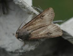 Dark Sword-grass (Agrotis ipsilon)