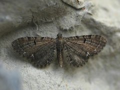 Humledvergmåler (Eupithecia assimilata)