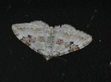 Hvit båndmåler (Xanthorhoe montanata)