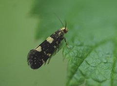 Bringebærknoppmøll (Lampronia corticella)