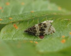 Olivenvikler (Orthotaenia undulana)