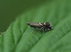 Glyphipterix simpliciella