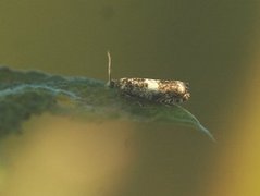 White Sallow Bell (Epinotia subocellana)