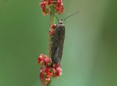 Bryotropha terrella