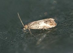 White Sallow Bell (Epinotia subocellana)