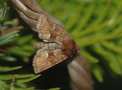 Rødgult engfly (Oligia fasciuncula)