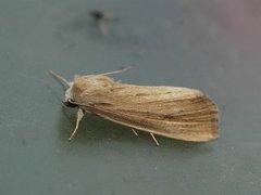 Lyme Grass (Longalatedes elymi)