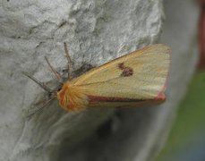 Clouded Buff (Diacrisia sannio)