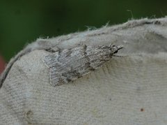Large Grey (Scoparia subfusca)