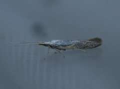 White Sallow Case-bearer (Coleophora albidella)