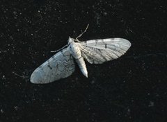 Marmordvergmåler (Eupithecia venosata)