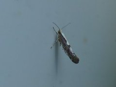 Apple Fruit Moth (Argyresthia conjugella)