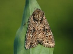 Rørengfly (Apamea unanimis)