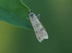 Smalengmott (Nomophila noctuella)