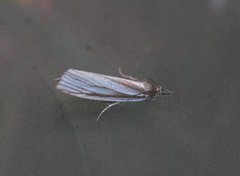 Yellow Satin Veneer (Crambus perlella)