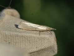 Yellow Satin Veneer (Crambus perlella)