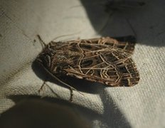 Nettnellikfly (Sideridis reticulata)