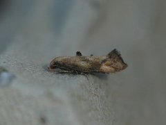 Skvallerkåltannmøll (Epermenia illigerella)