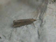 Sivsumpvikler (Bactra lancealana)