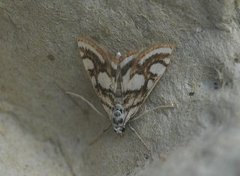 Beautiful China-mark (Nymphula nitidulata)