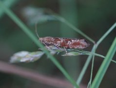 Båndsumpvikler (Bactra furfurana)