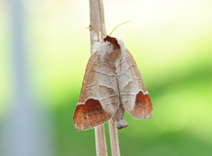 Rødflekkstjertspinner (Clostera curtula)