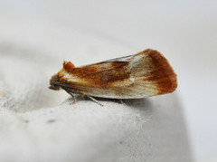 Brassy Tortrix (Eulia ministrana)