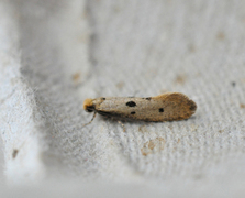 Punktreirmøll (Tinea trinotella)