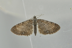 Engdvergmåler (Eupithecia satyrata)